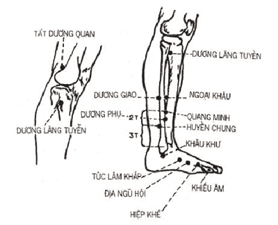 Kết quả hình ảnh cho hình ảnh tìm huyệt túc tam lý