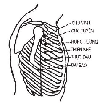 TÚC THÁI ÂM TỲ KINH Mr Nam